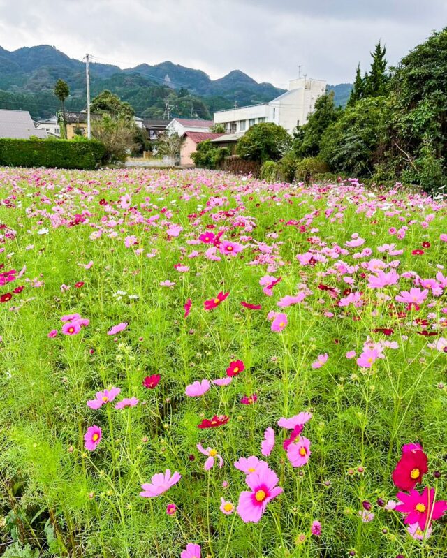 【町なかにコスモスのお花畑が出現💐＆紅そば畑の状況】
高森駅から徒歩約8分
高森保育園の南側にあるコスモスのお花畑が見頃を迎えています‼️
早速スタッフが撮影に行ってきてくれました🚴‍♀️

散策路を進むとまるでコスモスに埋もれたような体験ができますよ😌🌿
晴れた日は根子岳や外輪山など
阿蘇ならではの自然のフォトスポットを楽しめます📷
ぜひご家族・ご友人みなさんで遊びにお越しください🪟

また、ハートの紅そば畑の
10月19日時点の状況もお届けします🙌

#高森町 #コスモス畑 #コスモス #熊本観光
#熊本観光スポット #阿蘇観光 #阿蘇ドライブ
#阿蘇ツーリング #根子岳 #阿蘇山 #高森観光推進機構
