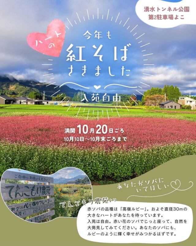 そばの花が各地で見頃を迎えていますが、高森町の湧水トンネル公園駐車場前には紅そばの花が咲いています🌸

赤そばは「高嶺ルビー」という品種。てんこもり農苑さんは出入り自由です。
ぜひ高森の秋をお楽しみください☺️✨

#そば　#高森
#花
#秋