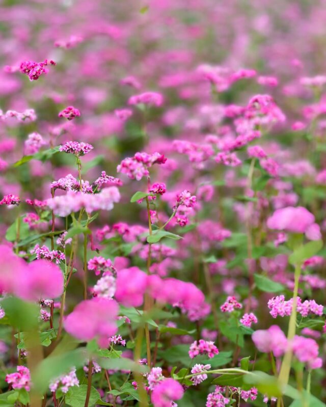 【ハートの紅そば♥️見頃です】
風が冷たく秋らしい気候の高森町では
ただいまハートの紅そば『高嶺ルビー』が見頃を迎えています😽

場所は湧水トンネル公園第2駐車場よこの
ねこだけ八研隊さんが管理している『てんこもり農苑』🍚

「紅そばの花をまたげるように植えてあるので、
ハートの中心で写真を撮るのもオススメです‼️」と苑主さん👨‍🦳
また、今年はハートが大に加えて小も増えてパワーアップ💪💥
小さいハートは根子岳の方向を向くように植えてあるそうで、
晴れている日はぜひ根子岳をバックに写真に収めてみては？
（この日はあいにくの曇り空でしたが💦）

見頃は11月3日(日)の連休までは大丈夫だろうとのこと！ˎˊ˗
ぜひ秋深まる高森町へお出かけください🍠

そして、本日18:10～NHK熊本放送局のクマロク！にて
こちらの紅そばが放送されます📺
お時間合う方はぜひご覧ください‼️✨

#赤そば #赤そばの花 #高嶺ルビー