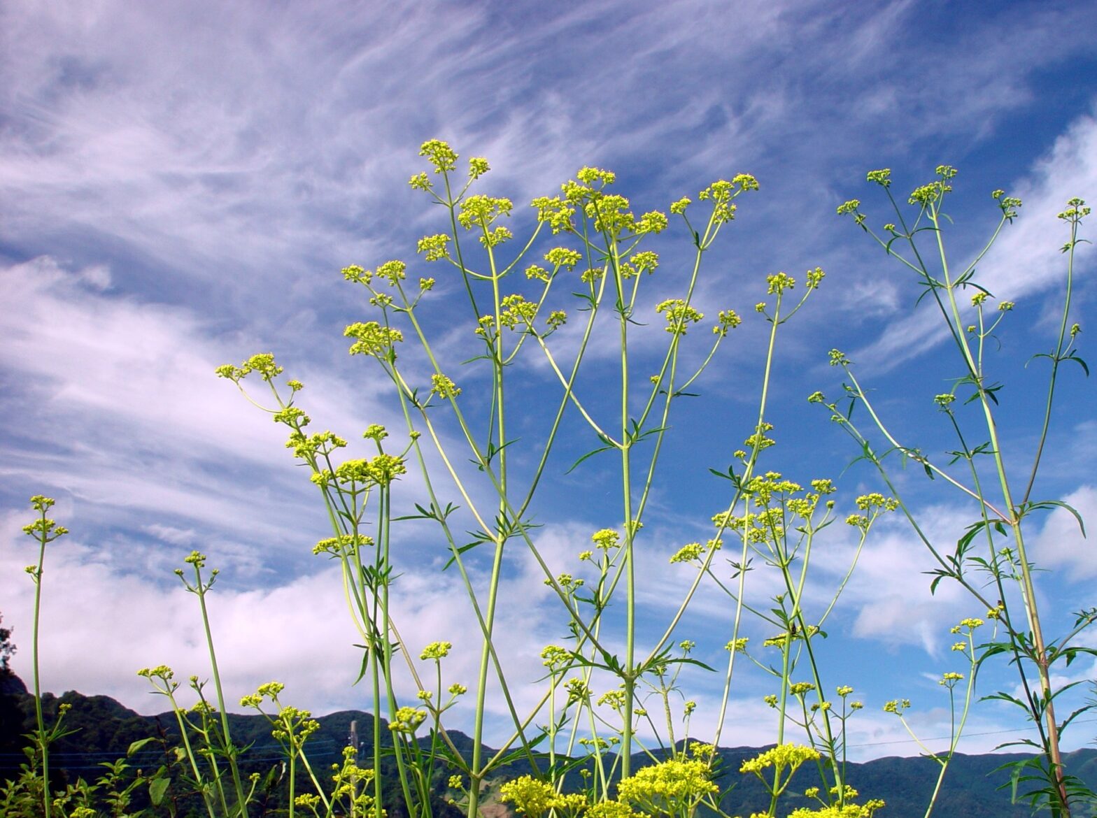 終了しました 阿蘇の草原エコツアー 野の花を満喫 あか牛弁当に舌鼓 の募集を開始しました 高森観光推進機構