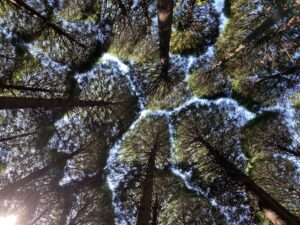 南郷檜の森散策＆木育体験ツアー @ 阿蘇フォークスクール