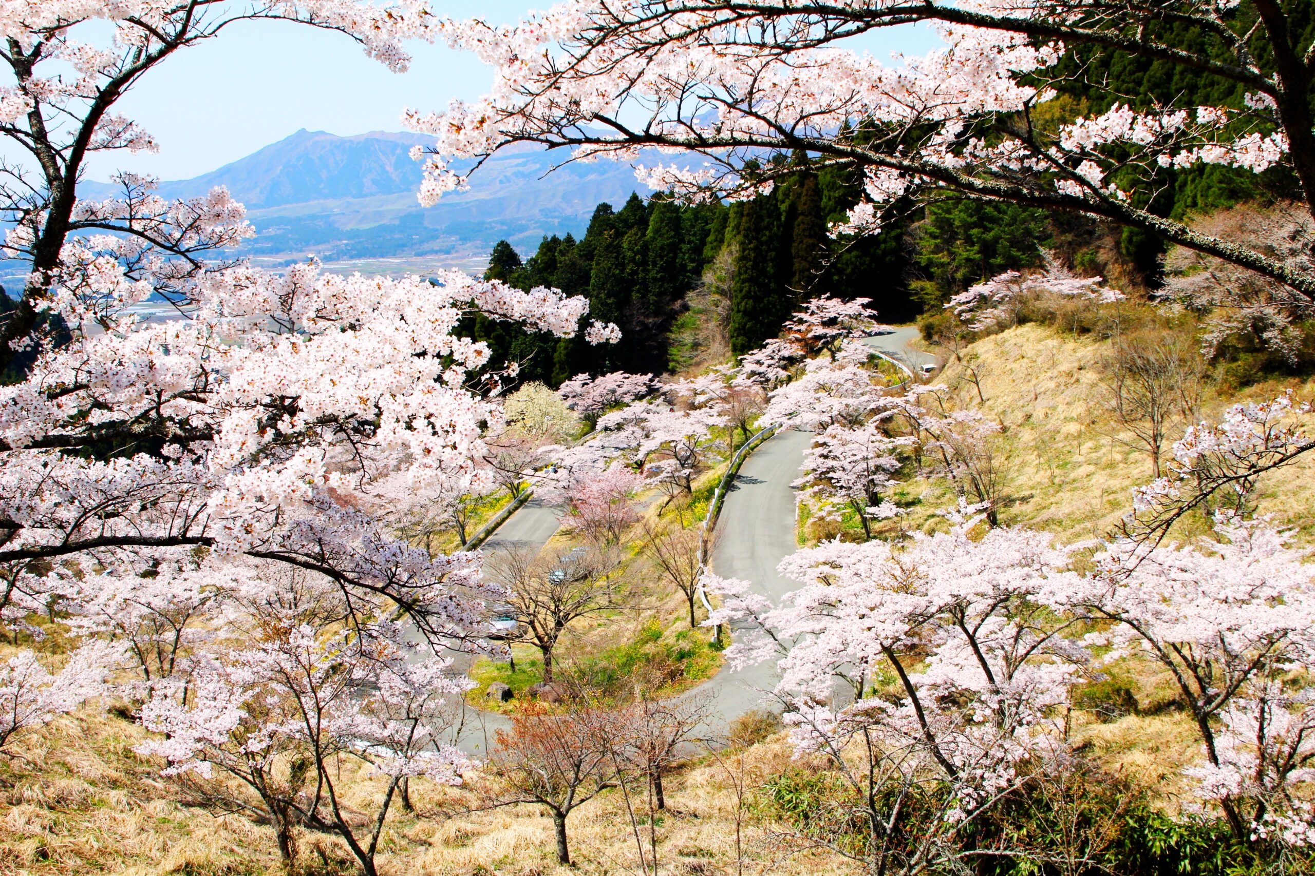高森峠千本桜・桜まつり開催のお知らせ | 高森観光推進機構