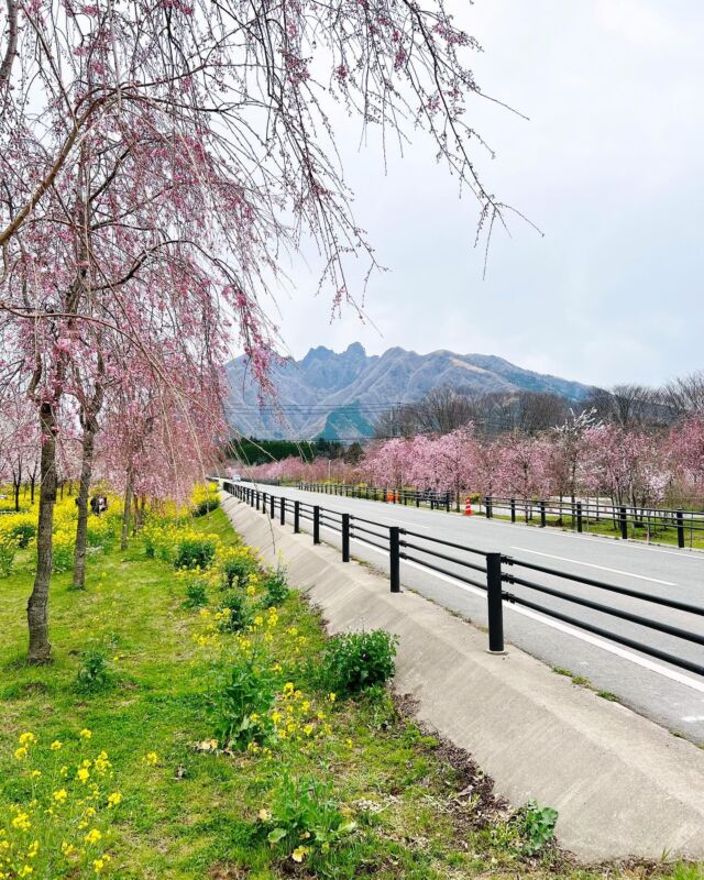 【高森町の桜スポットをご紹介🌸👀】
高森町ではここ数日の間で桜が見頃を迎えております🙌✨

🌸①サクラミチ🌸
本日の写真です📷
メインの桜並木のシダレ桜は現在5分咲🐣
満開は4月4日〜5日頃になりそうです😊
他の品種の桜はほぼ満開❣️
今週末の6日〜7日は
『キッチンカーフェス』が開催されますよ🍛🧋
大阿蘇造園 @oaso_zoen @oasozoen_kudo 様の
インスタも要チェック🥳

🌸②千本桜🌸
写真を撮ったのが2日前で8分咲。
現在はほぼ満開だと思われます🤗
日中は上り一方通行になりますのでご注意ください🚙⚠️

🌸③百本さくら🌸
本日の写真です📷
月廻り公園の駐車場敷地内の桜は
ソメイヨシノで、満開を迎えています💃

高森観光推進機構でレンタサイクルを借りて、
桜巡りも大人気です🚲✨（1時間500円から）
春風薫る高森町にぜひお越しください🌸🌸

#高森町 #桜祭り #桜スポット #桜満開 #桜巡り #桜並木 
#根子岳 #サクラミチ #千本桜 #百本桜 #月廻り公園 
#高森観光推進機構 #asokansui
