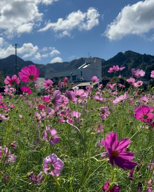 【町なかにコスモスのお花畑が出現💐】
高森駅から徒歩8分ほど、高森保育園の南側にあるコスモスのお花畑が今年も見頃を迎えています！😊
畑の中には散策路がありますので、まるで夢の世界🫧
つぼみもまだ多く、長い期間楽しめそうですね🎶
晴れた日は根子岳や外輪山など見え、阿蘇ならではの自然がつくるフォトスポットになっています📷⛰️
秋の風を感じながら、ぜひご家族・お友達などでお越しください✨

#高森町 #コスモス畑 #コスモス #熊本観光 
#熊本観光スポット #阿蘇観光 #阿蘇ドライブ 
#阿蘇ツーリング #根子岳 #阿蘇山 #高森観光推進機構