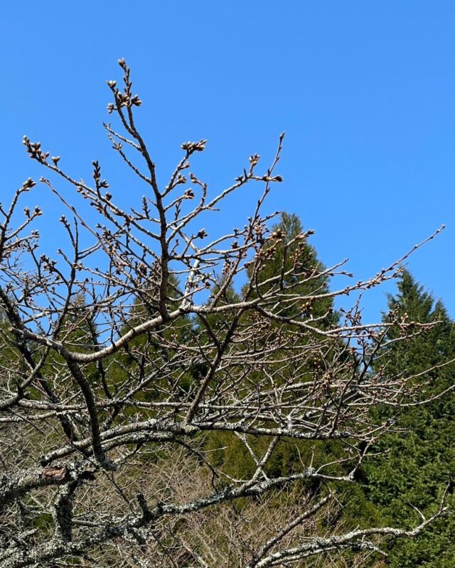 【桜の開花状況🌸】

3/21  9:30頃⏱

【千本桜】 つぼみ　

【月廻り公園】 つぼみ

【サクラミチ】 つぼみ

※来週半ばに開花予定です。
※サクラミチは少し遅いので4月になりそうです。

〈開花の基準〉標本木で5〜6輪以上の花が開いた状態❁⃘*.ﾟ
⁡
 #高森  #高森町  #桜  #開花状況  #サクラミチ  #千本桜  #月廻り公園