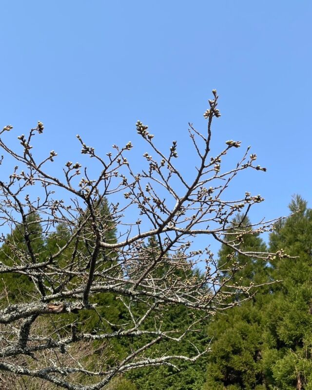 【桜の開花状況🌸】

3/25  9:00頃⌚︎

【千本桜】つぼみ　

【月廻り公園】つぼみ

【サクラミチ】つぼみ
⁡
 #高森  #高森町  #桜  #開花状況  #千本桜  #月廻り公園  #サクラミチ