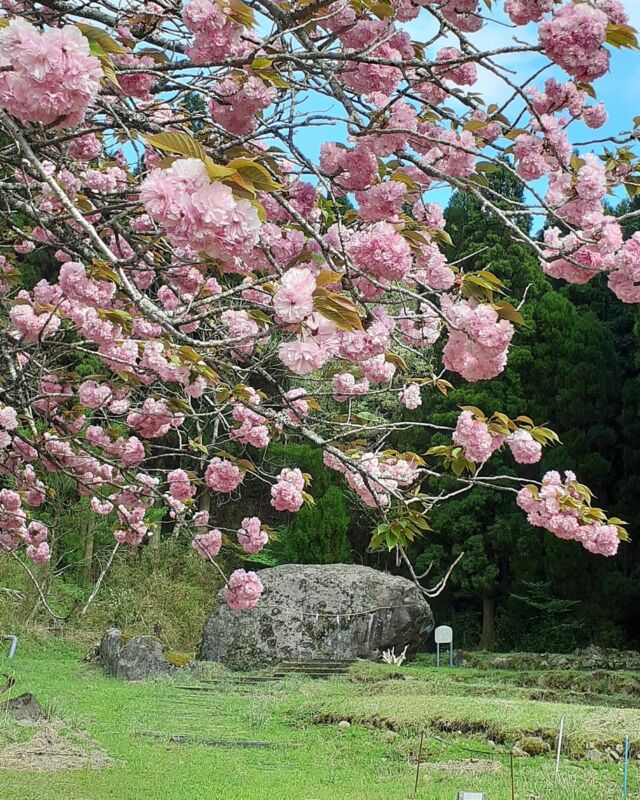 【知られざる桜のスポット🌸満開です‼️】
『大石桜』が満開で見頃を迎えていますと
地域の方から教えていただきました😊

高森阿蘇神社から東へ約1km・
高森湧水トンネル公園から南へ約1.5kmのところにある、
冬野地区に鎮座している
『冬野の大石』🪨

高さ約3m、幅約8mの大石に
触れてお祈りをすることで
無病息災・五穀豊穣や
地域の平穏を祈願してきたと言い伝えられています🌾

そのそばにある『大石桜』がただいま満開です🌸✨
今月いっぱいは見頃とのこと！
まだ意外と知られていないエリアで、
歴史・神話・水路・珍しい山野草など
魅力的な資源いっぱいの散策をお楽しみください🚶‍♂️🎒ˊ˗

#冬野の大石 #大石桜 #桜スポット 
#高森町 #根子岳 #ねこだけ八研隊