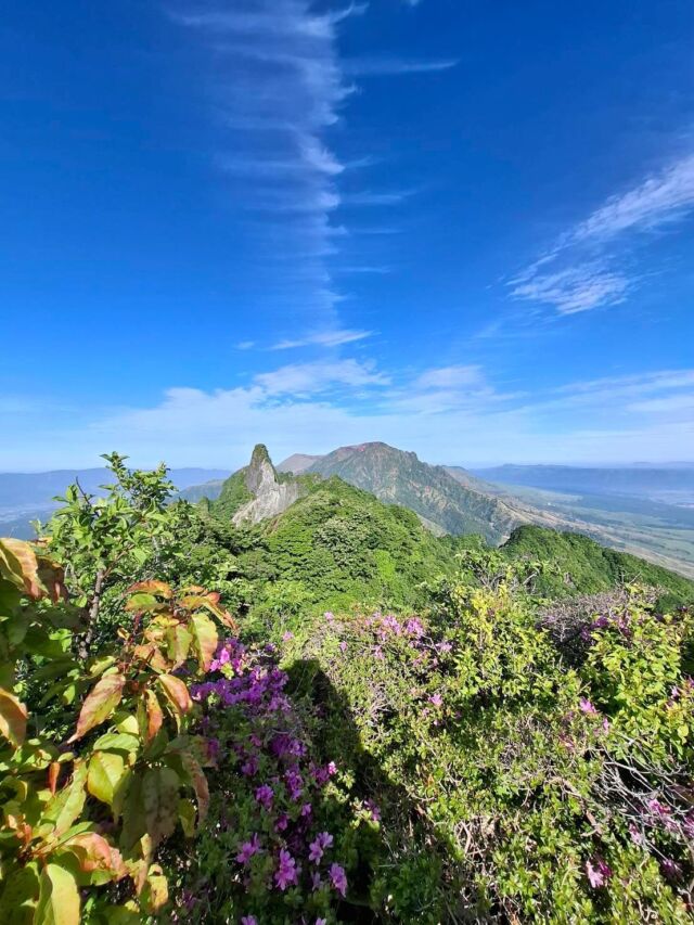 今日はとっても気持ちのいい天気ですね！
根子岳によく登山される地元の方から素敵な写真をいただきました✨
青空にミヤマキリシマが美しい、今の時期ならではの景色です☺️

さて、梅雨の状況が気になりますが、明日まではお天気持ちそうです！
南阿蘇鉄道のトロッコ列車も土日祝日は運行中です。
高森で初夏を感じてみませんか🥰

#高森
#南阿蘇
#初夏
#根子岳