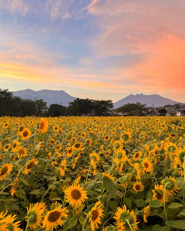 【高森町🌻約15万本のひまわり畑👒】
高森保育園南側のひまわり畑が見頃を迎えています📸
散策路があり、約15万本のひまわりの中を進んで行くと
圧巻の光景が広がっていますよ🌻✨🌻✨🌻

遠くには根子岳も見え、高森ならではの風景を
写真に残してみてはいかがでしょうか？

阿蘇と言えども日中は暑いですので、熱中症対策をお忘れなく🥤
夕日の時間帯もとっても雰囲気が出てオススメです！

#ひまわり畑 #高森町