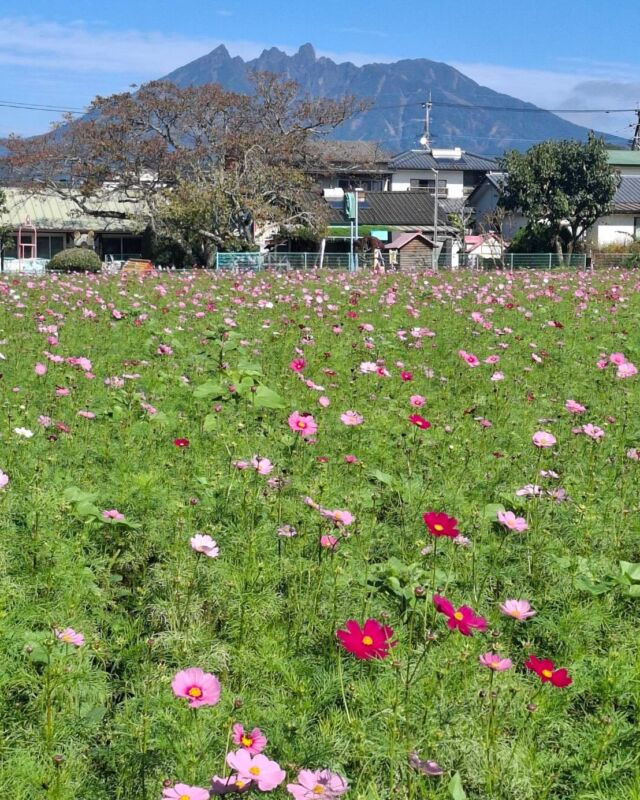 【今年もコスモスのお花畑が登場‼️💐】
高森駅から徒歩約8分
今年も高森保育園の南側でコスモス畑が見られます🌼

晴れた日は根子岳や外輪山など
阿蘇ならではの自然のフォトスポットは見応え満点📷

トロッコトゥクトゥクの運行ルートでもあるので、乗車の際はぜひ右側にご注目を🛺✨

ぜひご家族・ご友人みなさんで遊びにお越しください！

#高森町 #コスモス畑